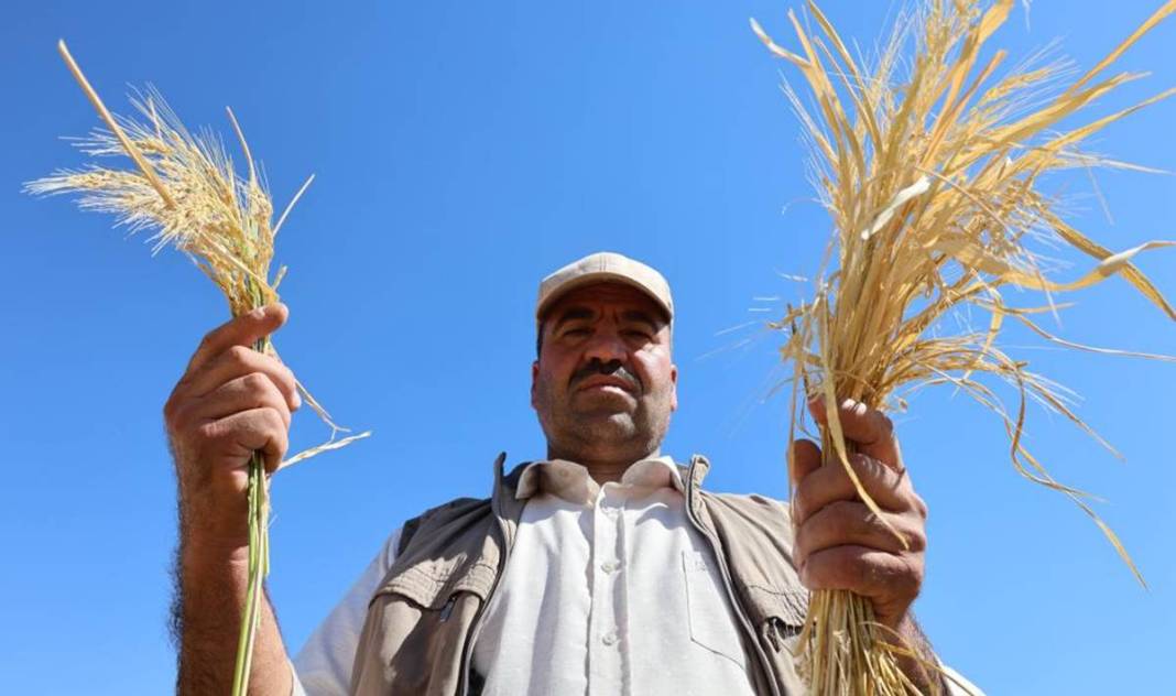 Diyarbakır’da pirinç hasadı başladı: 250 ton bekleniyor 5